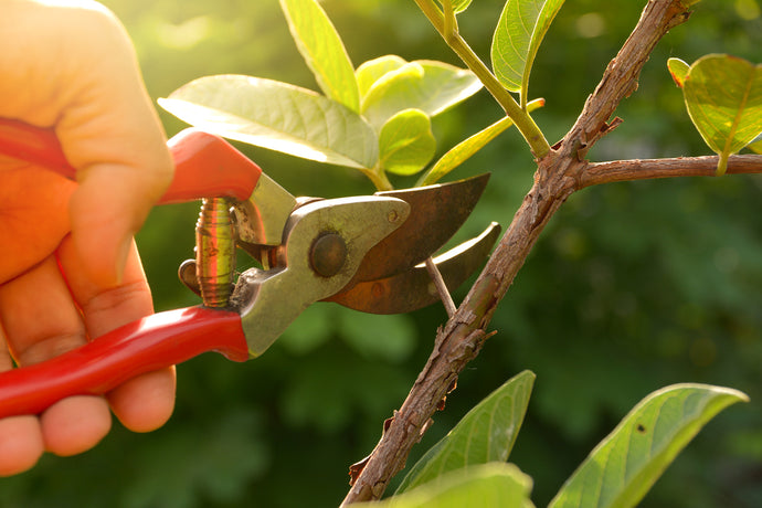 Fruit Tree Pruning Guide