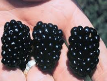 Load image into Gallery viewer, Apache Blackberry