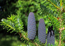 Balsam Fir