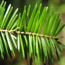 Balsam Fir