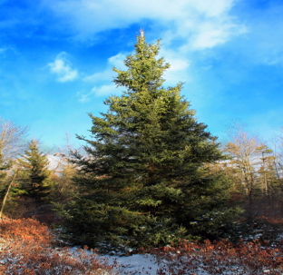 Balsam Fir