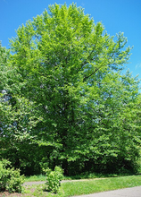 Load image into Gallery viewer, Black Tupelo (Gum)