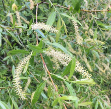 Load image into Gallery viewer, Black Willow