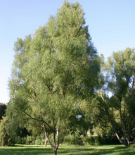 Load image into Gallery viewer, Black Willow