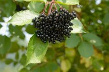 Load image into Gallery viewer, Black Elderberry