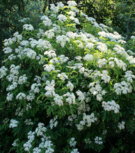Load image into Gallery viewer, Black Elderberry