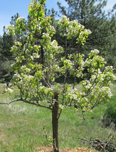 Load image into Gallery viewer, Bosc Pear (Golden Russet)