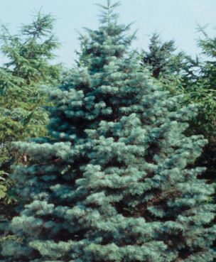 Concolor Fir