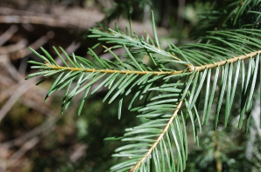 Concolor Fir