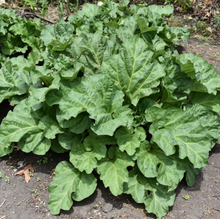 Load image into Gallery viewer, Crimson Red Rhubarb