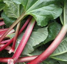 Load image into Gallery viewer, Crimson Red Rhubarb