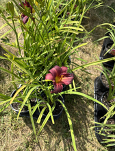 Load image into Gallery viewer, Daylily (Little Wine Cup)