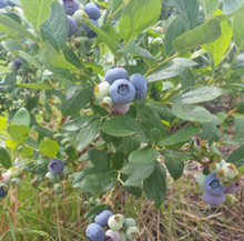 Load image into Gallery viewer, Duke Blueberry