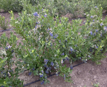 Load image into Gallery viewer, Duke Blueberry