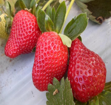 Load image into Gallery viewer, &quot;Eversweet&quot; Strawberry