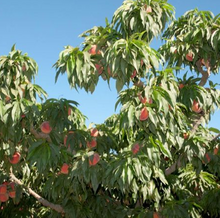 Load image into Gallery viewer, Flamin’ Fury Peach