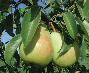 Gem Pear