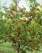 Load image into Gallery viewer, Goldrich Apricot