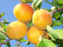 Load image into Gallery viewer, Goldrich Apricot