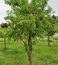 Load image into Gallery viewer, HardiRed Nectarine