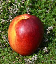 Load image into Gallery viewer, HardiRed Nectarine
