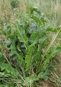 Horseradish