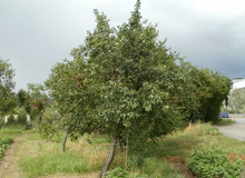 Load image into Gallery viewer, Italian Prune Plum