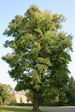 Load image into Gallery viewer, Kentucky Coffee Tree