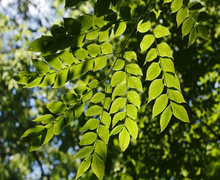 Load image into Gallery viewer, Kentucky Coffee Tree