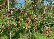 Load image into Gallery viewer, Kingston Black Cider Apple
