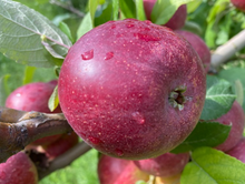 Load image into Gallery viewer, Kingston Black Cider Apple