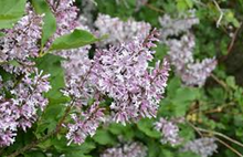 Load image into Gallery viewer, Korean Lilac Tree (Dwarf)