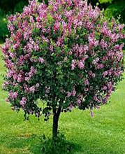 Load image into Gallery viewer, Korean Lilac Tree (Dwarf)