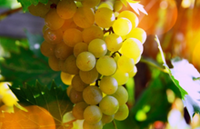 Load image into Gallery viewer, La Crescent Wine Grape