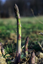 Load image into Gallery viewer, Millennium Asparagus