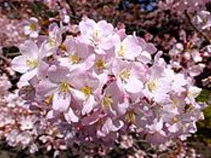 "Pendula Rosea" Flowering Cherry