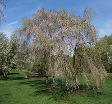 Load image into Gallery viewer, &quot;Pendula Rosea&quot; Flowering Cherry