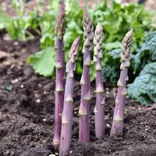 Load image into Gallery viewer, Purple Passion Asparagus