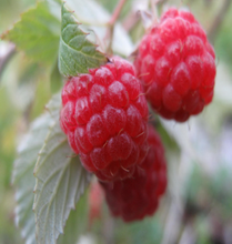Load image into Gallery viewer, Red Boyne Raspberry