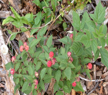 Load image into Gallery viewer, Red Caroline Raspberry