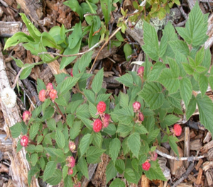 Red Caroline Raspberry