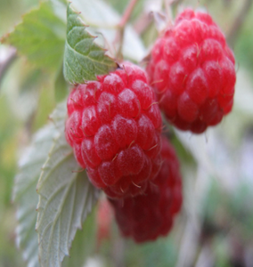 Red Caroline Raspberry