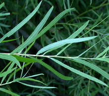 Load image into Gallery viewer, Sandbar Willow