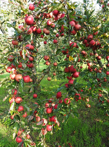 Red Delicious Apple "Scarlet Spur II"