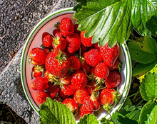 Load image into Gallery viewer, Seascape Strawberry