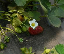 Load image into Gallery viewer, Seascape Strawberry