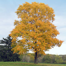 Load image into Gallery viewer, Silver Maple