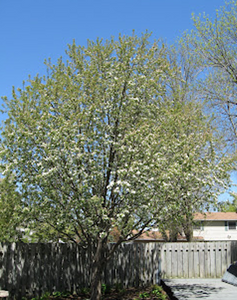 "Spring Snow" Flowering Crabapple