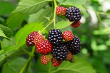 Load image into Gallery viewer, Navaho Blackberry