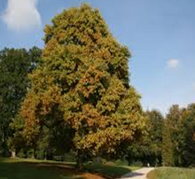 Load image into Gallery viewer, Tulip Tree